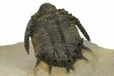 Lichid Trilobite (Akantharges) - Very Large For Species #243842-4